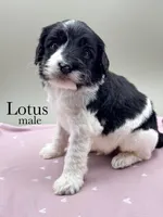 Lotus, a male Cockapoo for sale in Hickory, NC – Photo 1 of 3