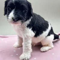 Lotus, a male Cockapoo for sale in Hickory, NC – Photo 2 of 3