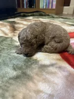 Rocky, a male Miniature Goldendoodle for sale in Hickory, NC – 3 of 4