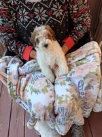 River, a male Miniature Goldendoodle for sale in Hickory, NC – 1 of 3