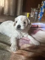 Pippa, a female Miniature Goldendoodle for sale in Hickory, NC – 3 of 4
