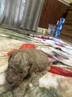 Ashton, a male Miniature Goldendoodle for sale in Hickory, NC – 2 of 5