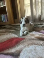 River, a male Miniature Goldendoodle for sale in Hickory, NC – 1 of 5