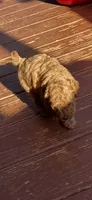 Ashlee , a male Miniature Goldendoodle for sale in Hickory, NC – 2 of 2