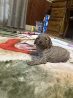 Ashton, a male Miniature Goldendoodle for sale in Hickory, NC – 1 of 5