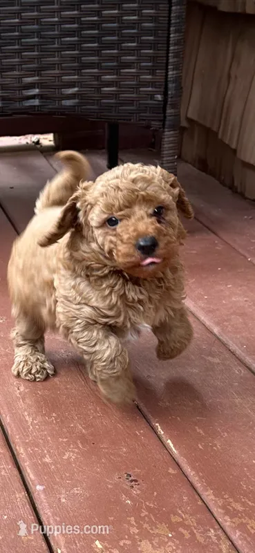 Ashton  – Miniature Goldendoodle puppy for sale in Hickory, NC