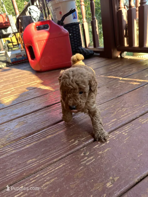 Rover – Miniature Goldendoodle puppy for sale in Hickory, NC