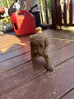 Rover, a male Miniature Goldendoodle for sale in Hickory, NC – 1 of 2