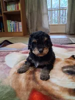 Chief , a male Miniature Goldendoodle for sale in Hickory, NC – 4 of 4