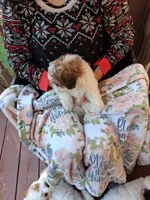 River, a male Miniature Goldendoodle for sale in Hickory, NC – 2 of 3