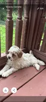 Pippa , a female Miniature Goldendoodle for sale in Hickory, NC – 3 of 4
