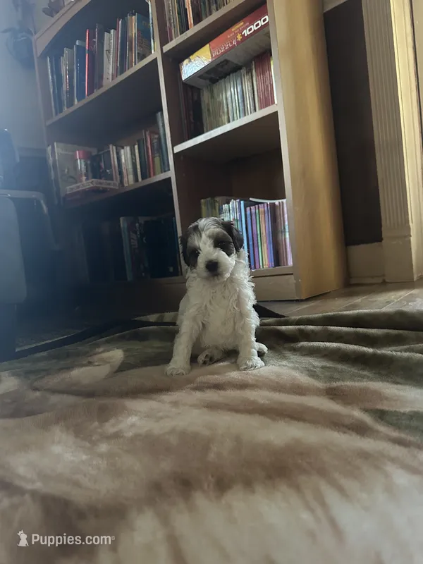 River – Miniature Goldendoodle puppy for sale in Hickory, NC