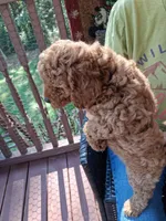 Ashlee , a female Miniature Goldendoodle for sale in Hickory, NC – 3 of 3