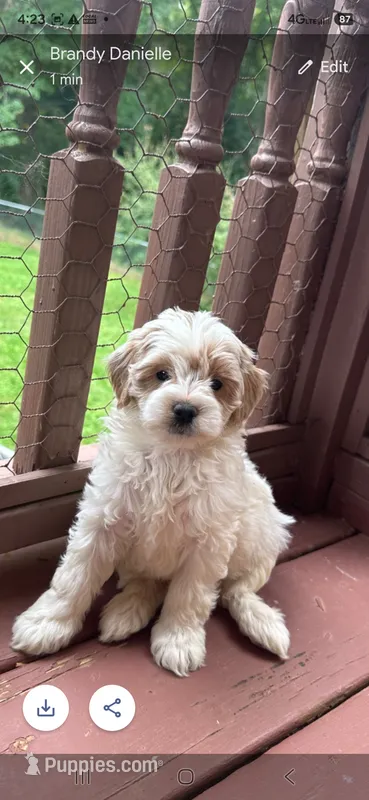 Pippa  – Miniature Goldendoodle puppy for sale in Hickory, NC