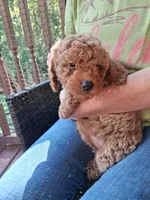 Ashlee , a female Miniature Goldendoodle for sale in Hickory, NC – 1 of 3