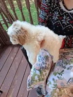 Pippa , a female Miniature Goldendoodle for sale in Hickory, NC – 2 of 3