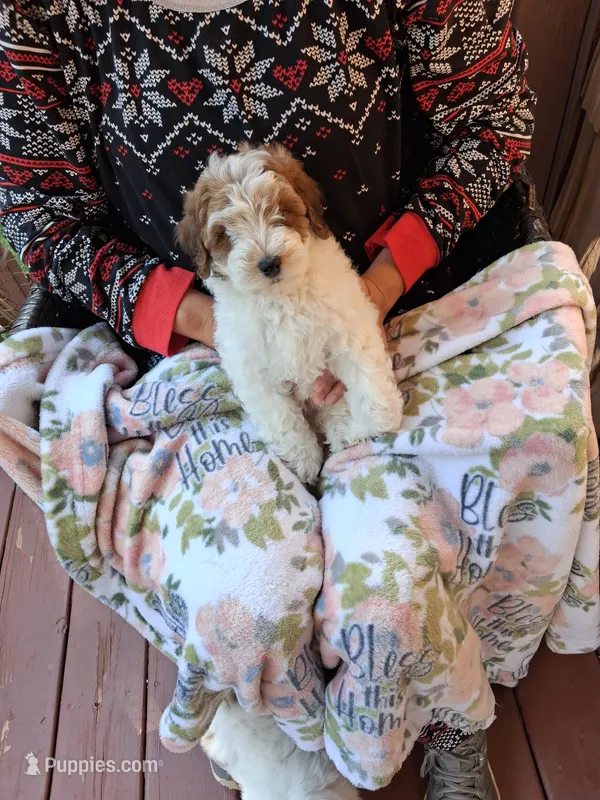 River – Miniature Goldendoodle puppy for sale in Hickory, NC