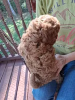 Ashlee , a female Miniature Goldendoodle for sale in Hickory, NC – 2 of 3