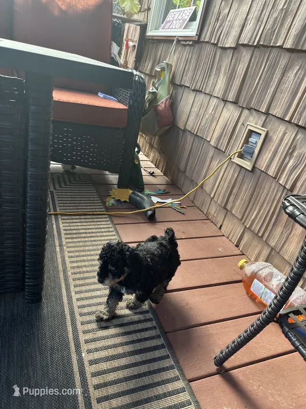 Chief  – Miniature Goldendoodle puppy for sale in Hickory, NC