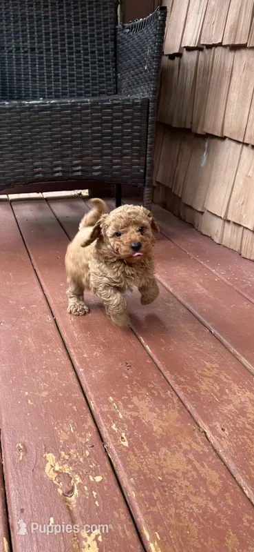 Rusty – Miniature Goldendoodle puppy for sale in Hickory, NC