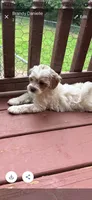 Pippa , a female Miniature Goldendoodle for sale in Hickory, NC – 2 of 4