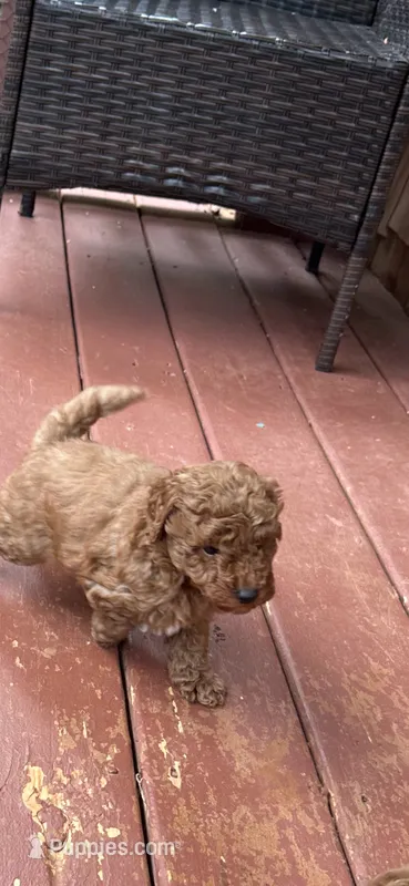 Ashlee  – Miniature Goldendoodle puppy for sale in Hickory, NC