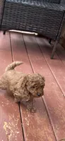 Ashlee , a female Miniature Goldendoodle for sale in Hickory, NC – 1 of 3