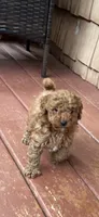 Rusty, a male Miniature Goldendoodle for sale in Hickory, NC – 1 of 3