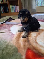 Chief , a male Miniature Goldendoodle for sale in Hickory, NC – 2 of 4