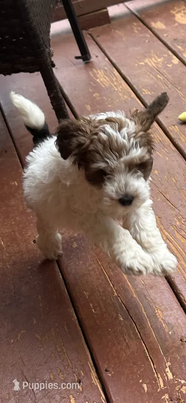 River  – Miniature Goldendoodle puppy for sale in Hickory, NC