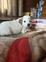 Silas , a female Miniature Goldendoodle for sale in Hickory, NC – 2 of 4