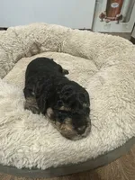 Chief , a female Miniature Goldendoodle for sale in Hickory, NC – 3 of 5