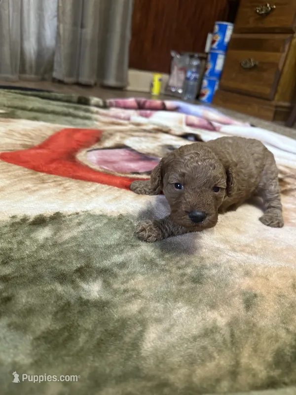 Ashlee – Miniature Goldendoodle puppy for sale in Hickory, NC