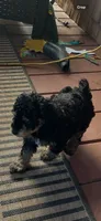 Chief , a male Miniature Goldendoodle for sale in Hickory, NC – 1 of 1