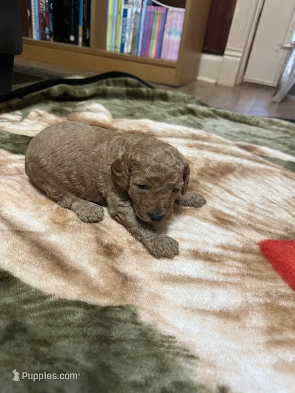 Rocky – Miniature Goldendoodle puppy for sale in Hickory, NC