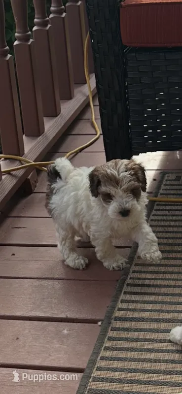 River – Miniature Goldendoodle puppy for sale in Hickory, NC