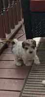 River, a male Miniature Goldendoodle for sale in Hickory, NC – 1 of 2