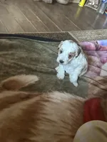 River, a male Miniature Goldendoodle for sale in Hickory, NC – 4 of 5