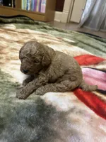 Rusty, a male Miniature Goldendoodle for sale in Hickory, NC – 6 of 6