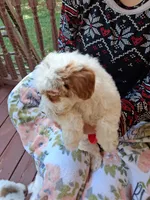Aaron , a male Miniature Goldendoodle for sale in Hickory, NC – 3 of 3