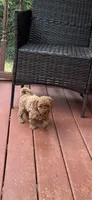 Ashton , a female Miniature Goldendoodle for sale in Hickory, NC – 3 of 3