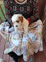 Aaron , a male Miniature Goldendoodle for sale in Hickory, NC – 3 of 3
