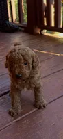 Ashton , a male Miniature Goldendoodle for sale in Hickory, NC – 1 of 2