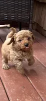 Ashton , a male Miniature Goldendoodle for sale in Hickory, NC – 2 of 3