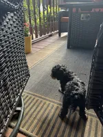 Chief , a male Miniature Goldendoodle for sale in Hickory, NC – 3 of 3