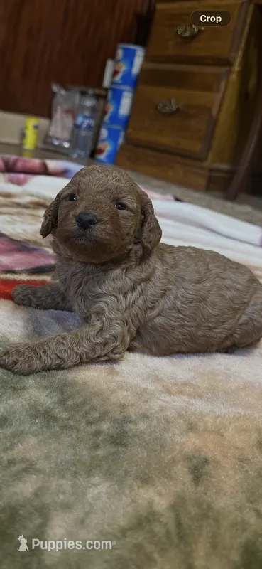Rusty – Miniature Goldendoodle puppy for sale in Hickory, NC