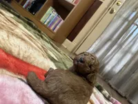 Rusty, a male Miniature Goldendoodle for sale in Hickory, NC – 1 of 4