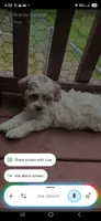 Pippa , a female Miniature Goldendoodle for sale in Hickory, NC – 4 of 4