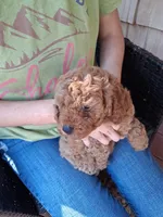 Ashlee , a male Miniature Goldendoodle for sale in Hickory, NC – 2 of 3