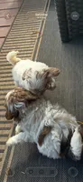 River, a male Miniature Goldendoodle for sale in Hickory, NC – 2 of 2